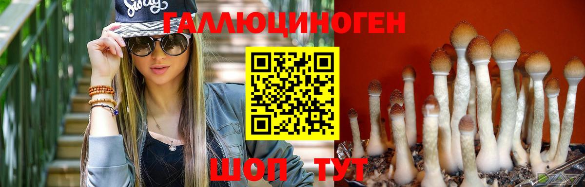 Галлюциногенные грибы GOLDEN TEACHER  где купить   Вход с VPN  Курганинск  Галлюциногенные грибы мухоморы 